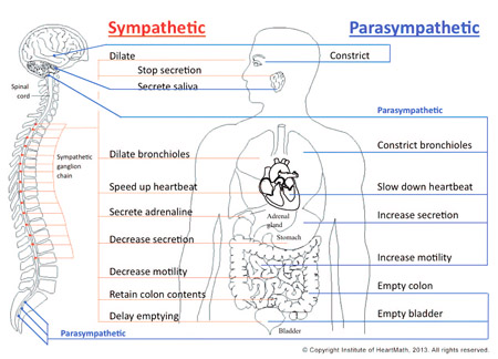 Rollin McCraty Innervation der Hauptorgane durch das autonome Nervensystem (ANS)