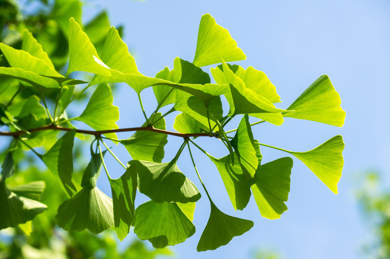Eine Liebeserklärung an den Wald Wie wir uns wieder mit der Natur verbinden