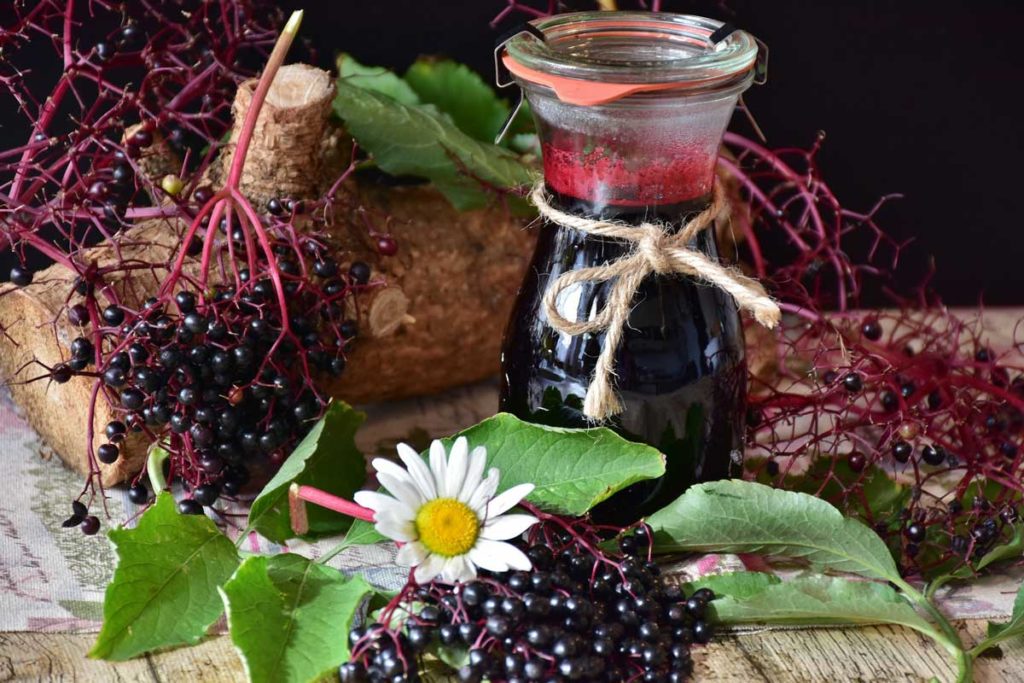Die wahren Ursprünge unserer Volksheilkunde Holunderbeeren - Wort und Wurz
