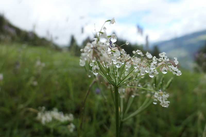 Wiesenkerbel Anthriscus sylvestris Wiesenkerbel Anthriscus sylvestris